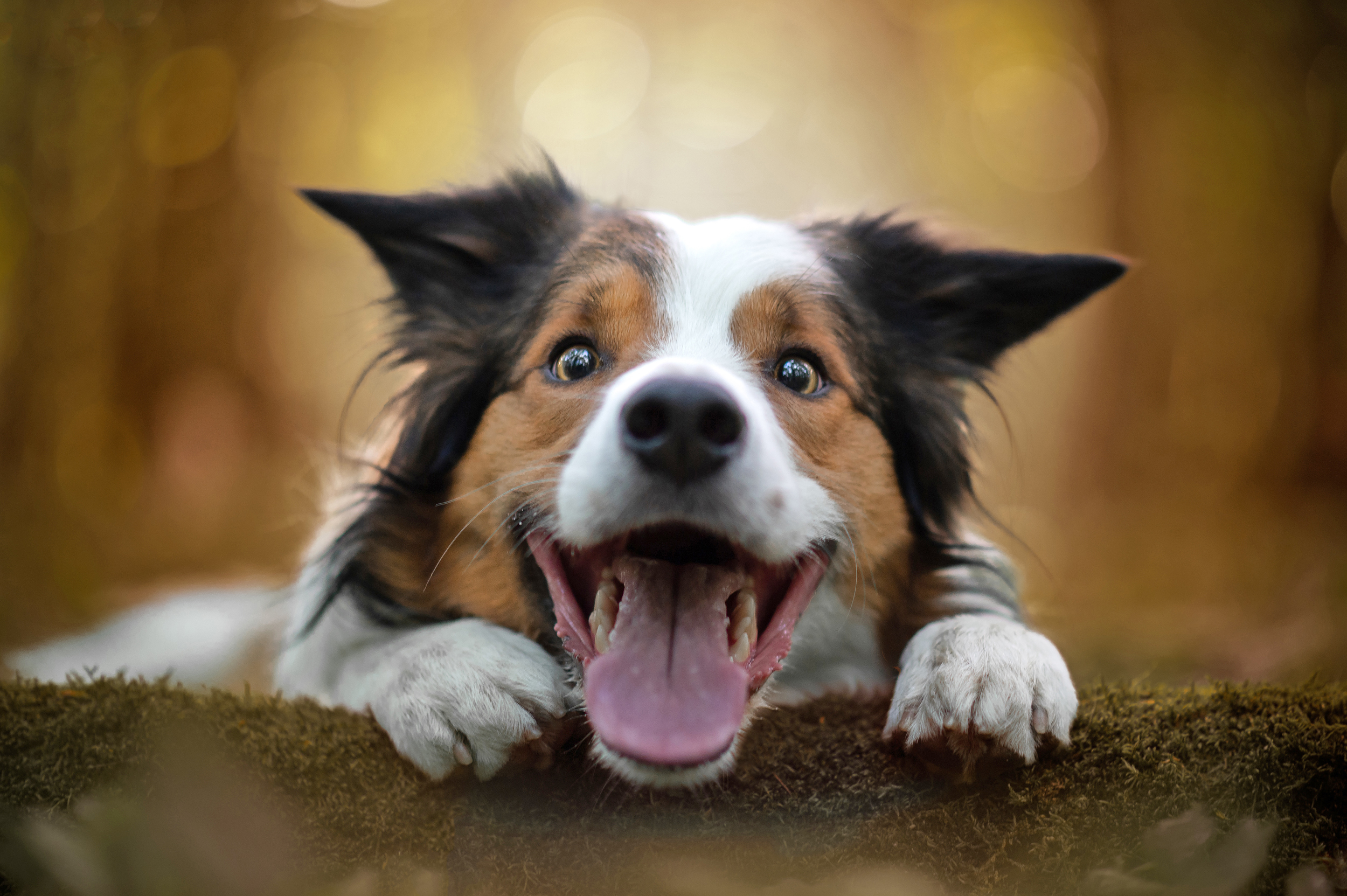 Find-out-why-dogs-lick-everything